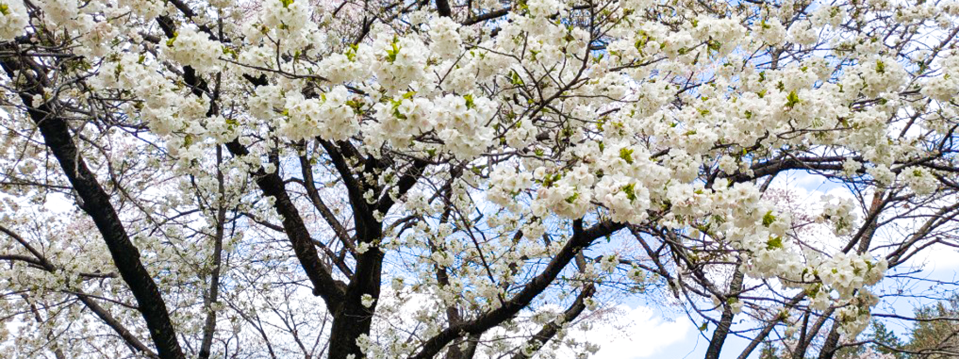 春爛漫桜三景(東京・深大寺辺り)満開のソメイヨシノ